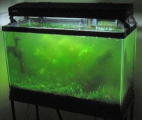 aquarium+algae.jpg