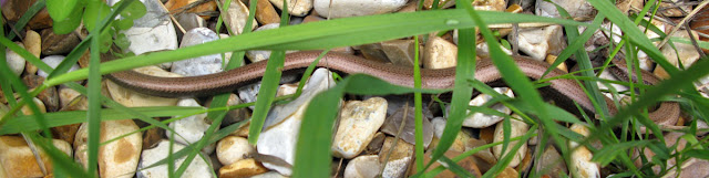 Slow worm on gravel, seen through grass.