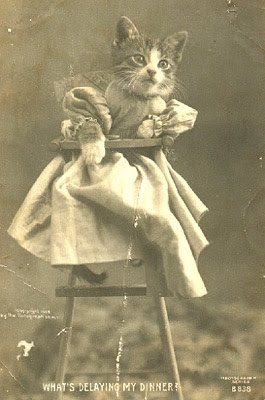 Look at the cat drag'n