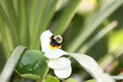 Busy Bumble