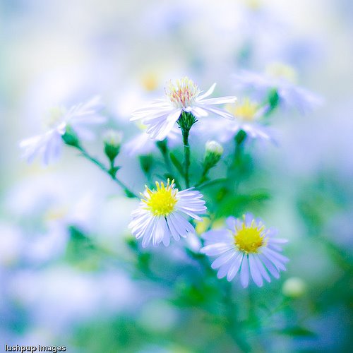 [3355657241_c8a1a9c1dc.jpg]