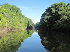 Mangrove River