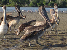 Pelicans in laguna in Mangrove