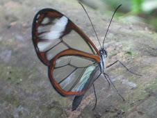 butterfly transparent