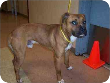 Boxer Dogs Needing A New Home Boxer Dogs Needing A New Home
