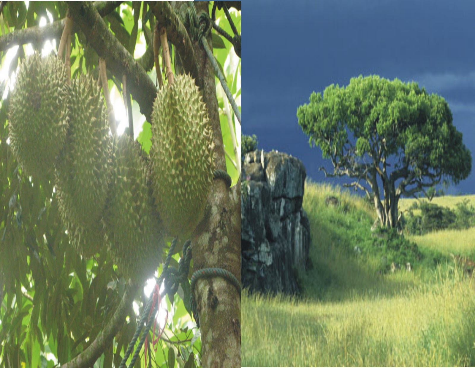 note book artazie: Pohon Beringin dan Pohon Durian