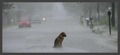 cachorro+na+chuva.jpg