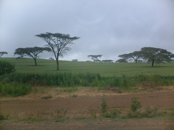 [kenya-single-trees.jpg]