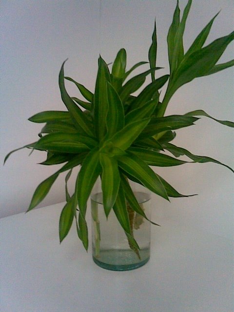 [PLant2.JPG]