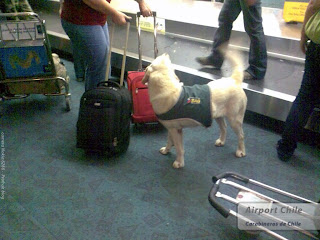 Куче карабинер срещу наркотици Santiago airport