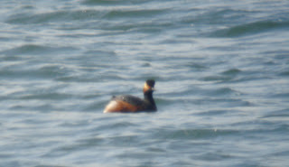 summer plumaged Black-necked Grebe, Paxton Pits