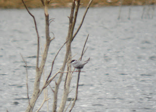 Whiskered Tern on Diddington Pit