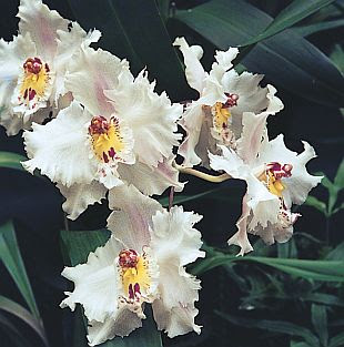 http://4.bp.blogspot.com/_7-pl4zrZtkQ/S-dOhdAJyoI/AAAAAAAAAjU/fPcTIIi-kb0/s400/odontoglossum-crispum.jpg