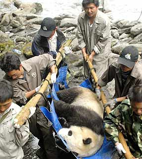 Panda Xi Xi