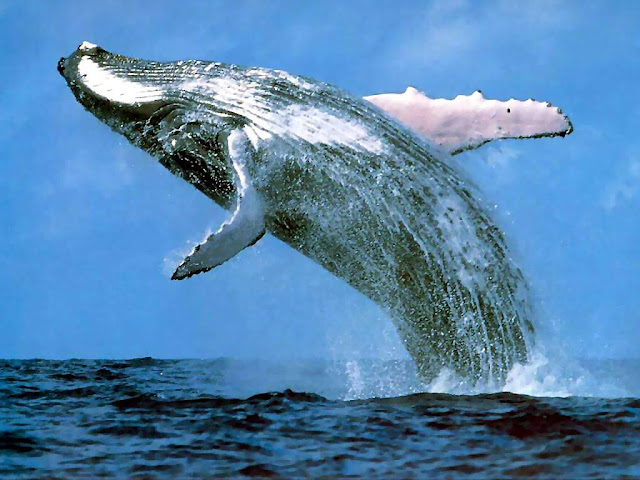 10 Largest Marine Animals