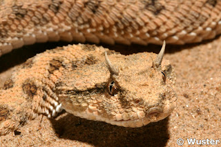 http://4.bp.blogspot.com/_7024QKdLrXE/TK_JpNDgsCI/AAAAAAAASak/9Z0sup1mNrA/s1600/Horned+viper.jpg