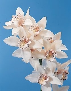 [orquidea.jpg]