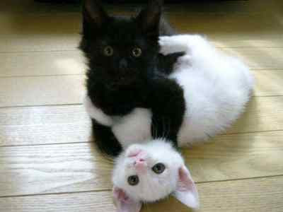 black and white kittens pics black and white kittens pics