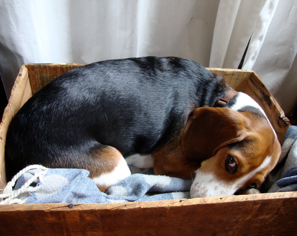 nest beagle in a box