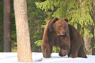 New Travels Information Meet Chocolate Bear In Taiga Forest Finland