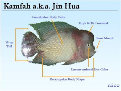 Neon Flowerhorn Fish