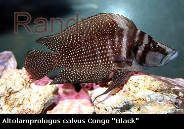 Gold Calvus