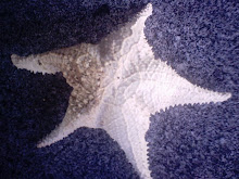 estrelas do Mar naturais
