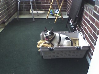 [Parker+on+the+Balcony.jpg]