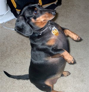 [DachshundOscar5yearsOld1.JPG]