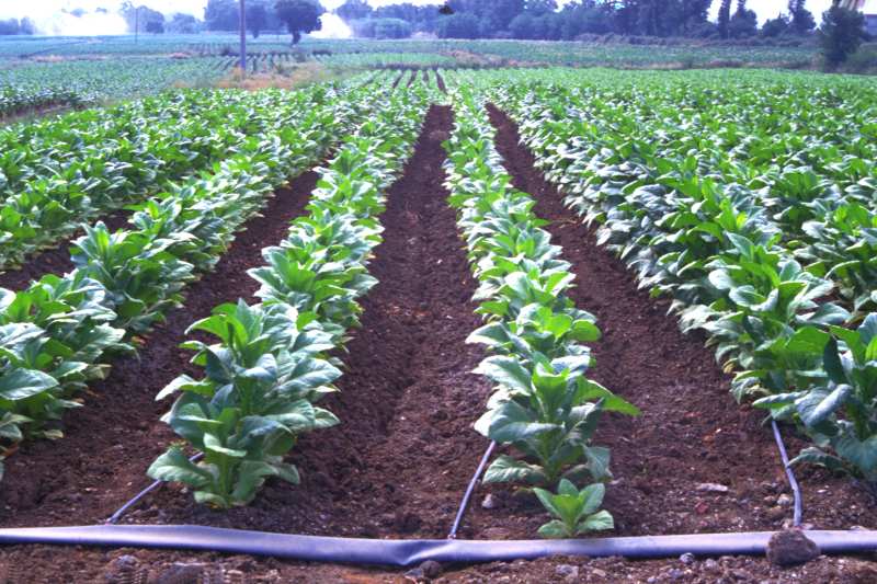 NETAFIM's Family Drip System The FDS