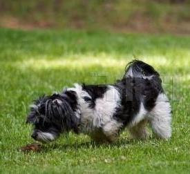 Meat Tenderizer To Stop Dog From Eating Poop Meat Tenderizer To Stop Dog From Eating Poop