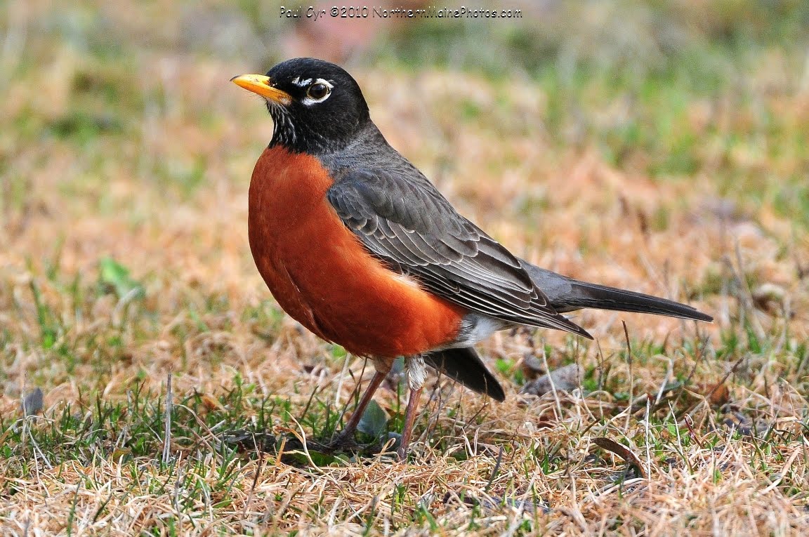 Northern Maine Birds Northern Maine Birds, March 2010