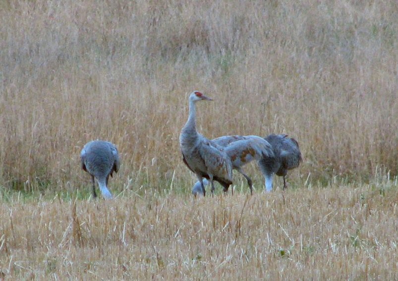 Northern Maine Birds Sandhill Cranes in Bridgewater and more on the