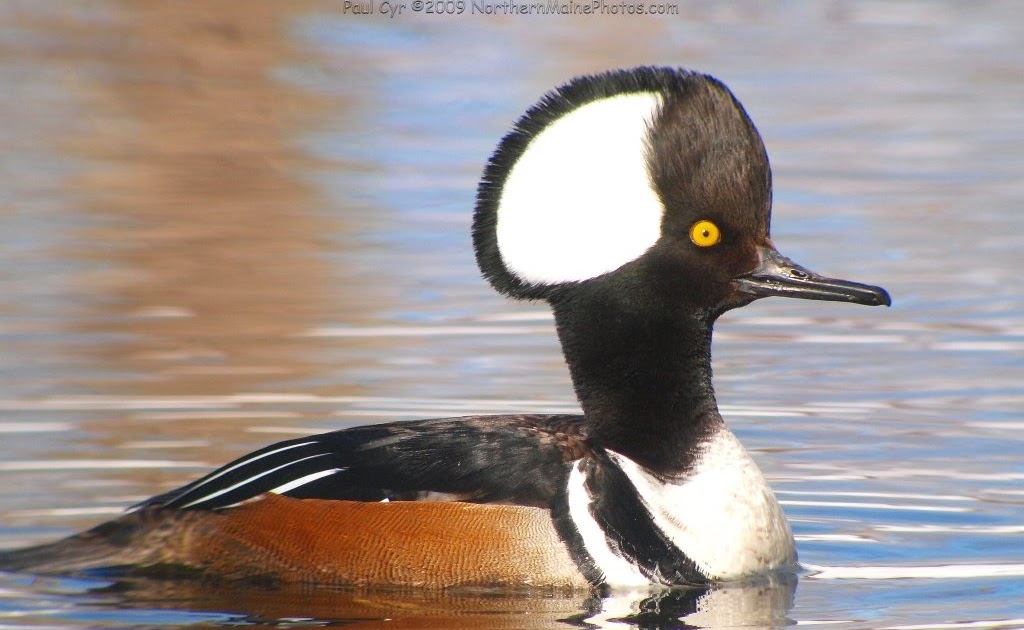 Northern Maine Birds Northern Maine Birds 1020 April 2009