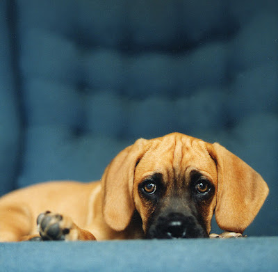 dog photographer sharon montrose