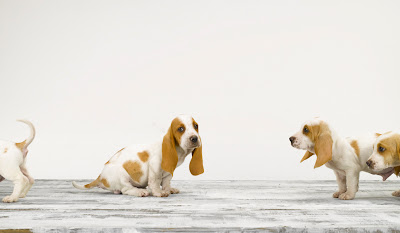 Sharon Montrose Dog Photographer