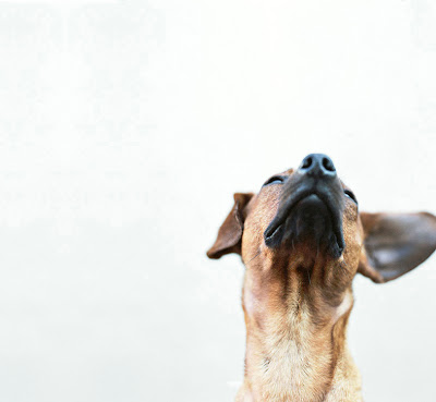 dog photographer sharon montrose