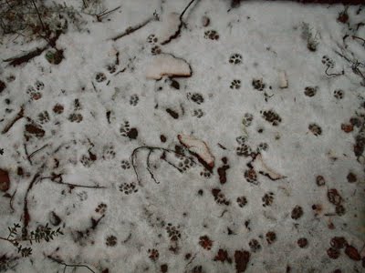 Trepitjades de moixos a la neu