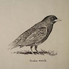 Turdus Merula