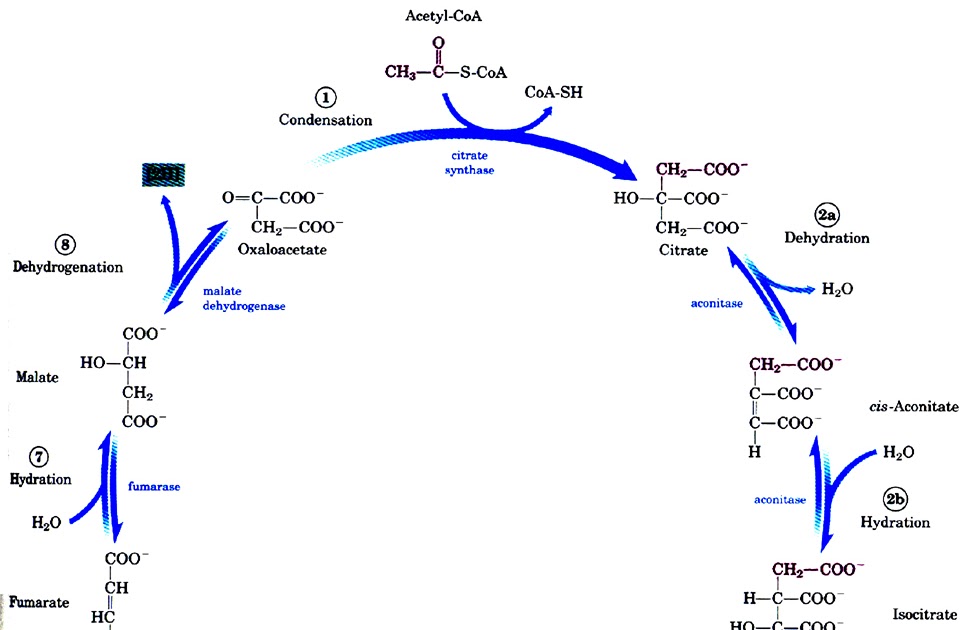 Granges Anatomy Fun Fact 1