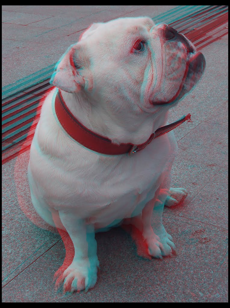 3D Gözlük 3D Köpek Fotoğrafları