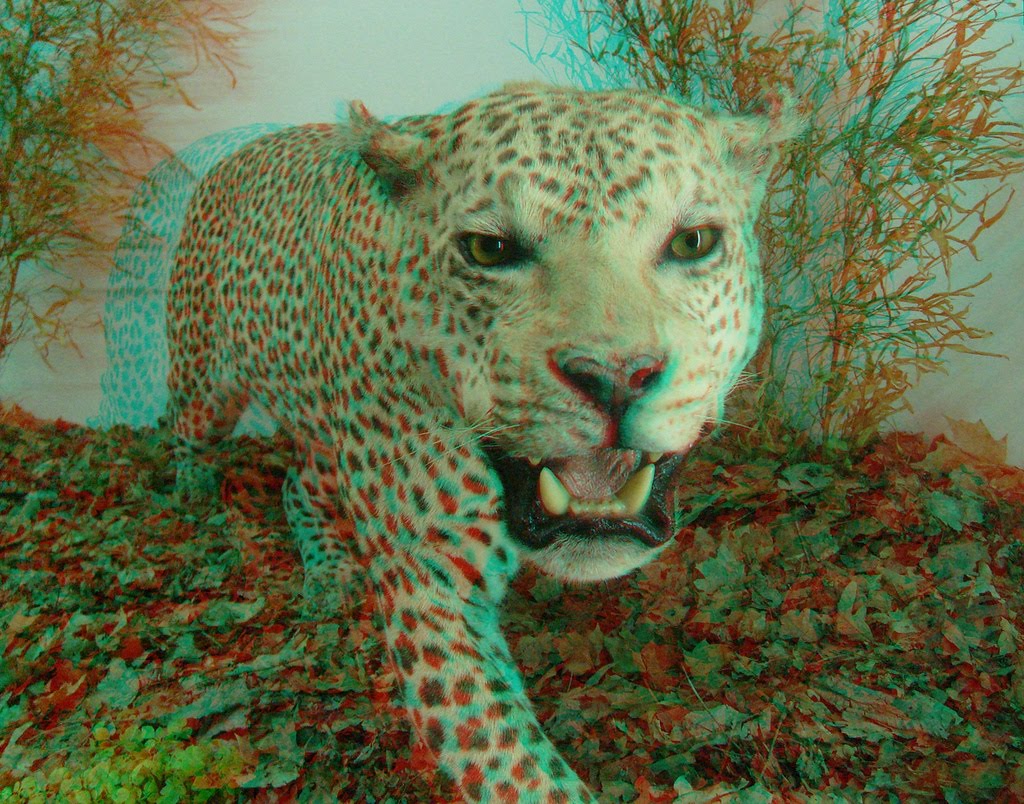 3D Gözlük: Leopard (3D) Grrrr 3D Gözlük: Leopard (3D) Grrrr