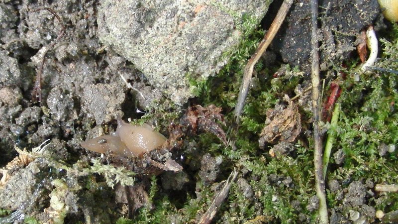 sotto vaso, terriccio, lumache, millepiedi