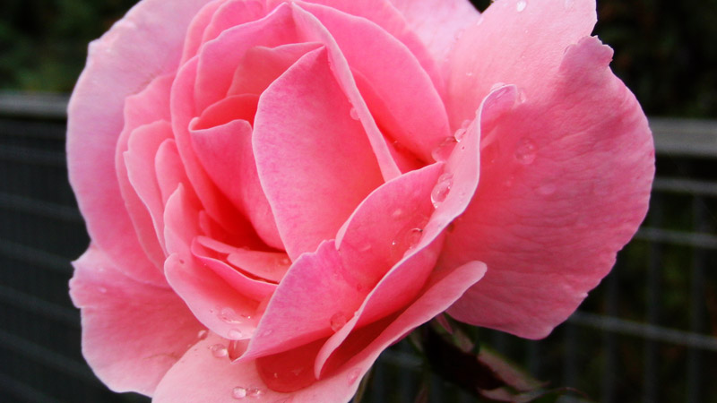 foto rosa goccia