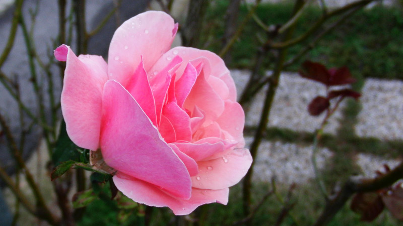 foto rosa goccia