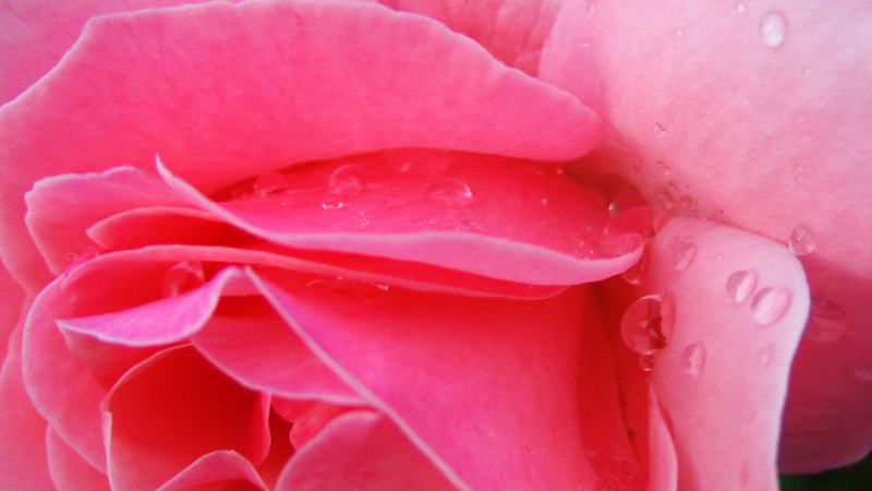foto rosa goccia