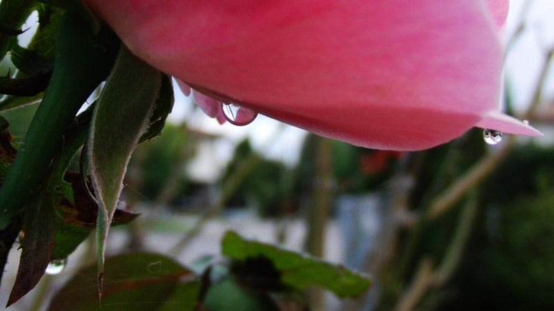 foto rosa goccia