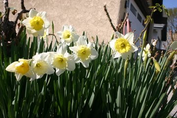 [Daffodils.jpg]