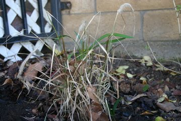 [Ornamental+Grass+-+Pre.jpg]