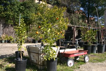 [Plant+Citrus.jpg]